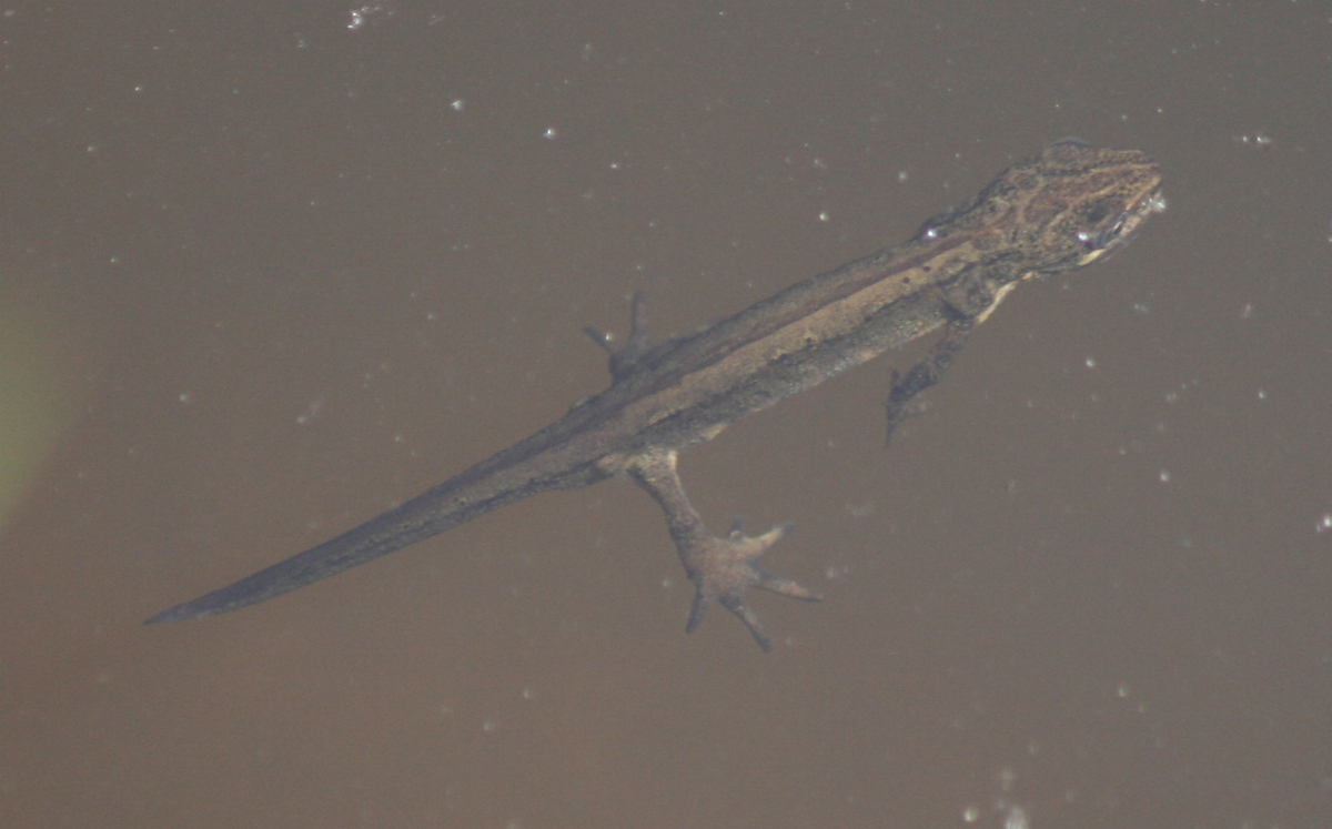 Common newt
